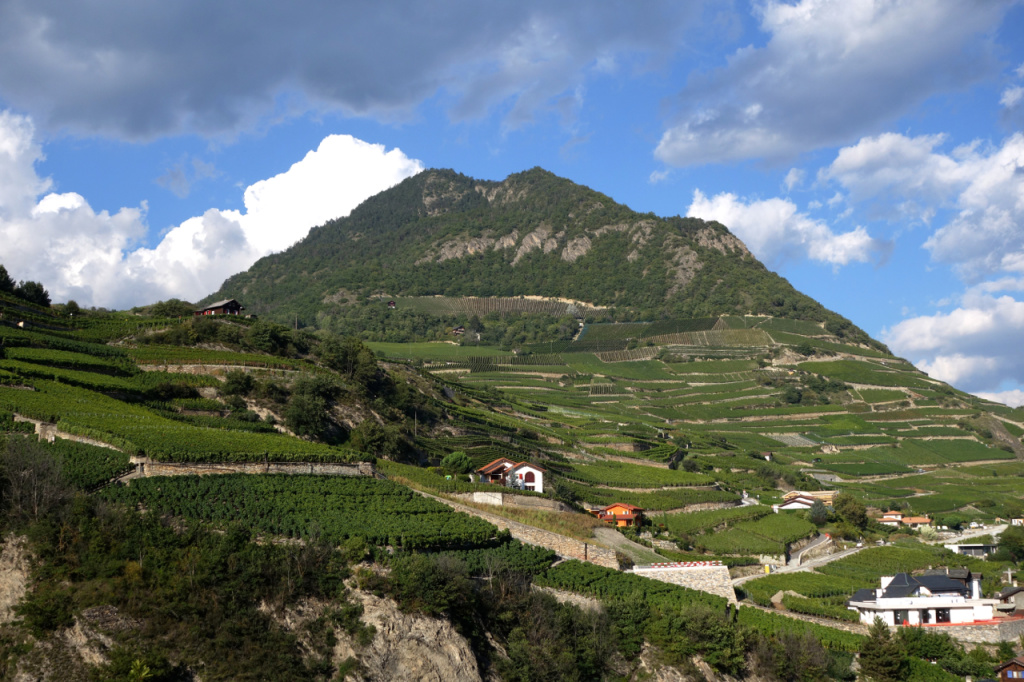 Vignoble de Saint-Léonard vu du Castel d'Uvrier, siège de Valais Mundi, la société qui commercialise l'Electus