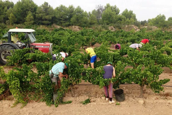 Image Altavins Viticultors no.0