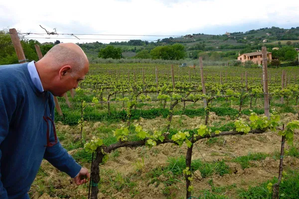 Image Tenuta Bellafonte no.0