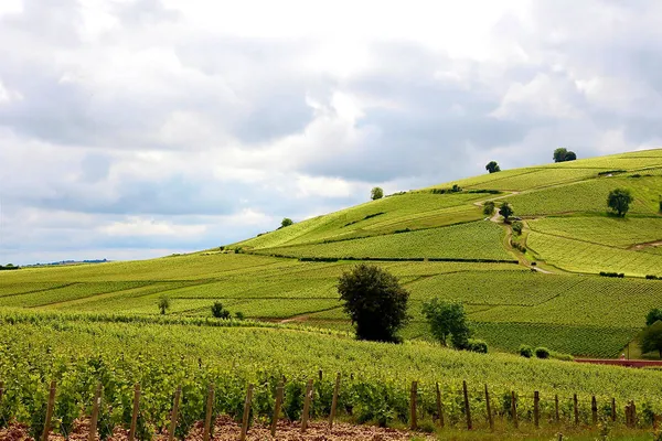 Image François Crochet no.0