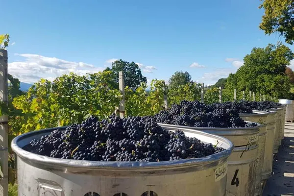 Image Henri Cruchon no.0