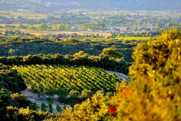 Image Mas de Daumas Gassac no.1