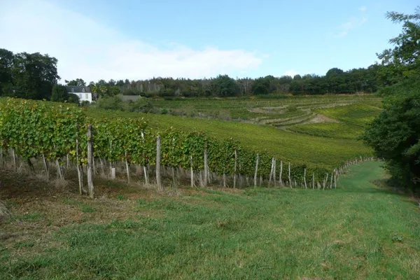 Image Guirardel - UGO no.0