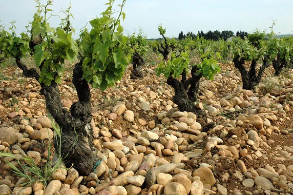 Image La Janasse no.0