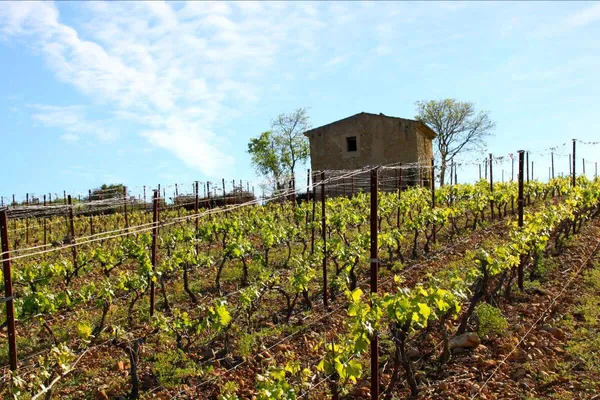 Image Mas des Brousses no.0