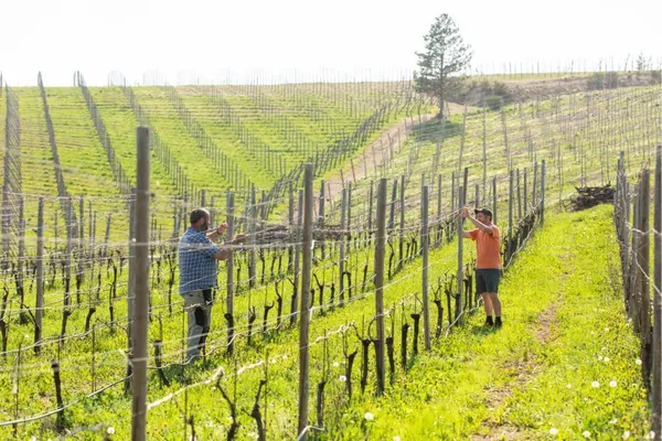 Image Le Pianelle no.0