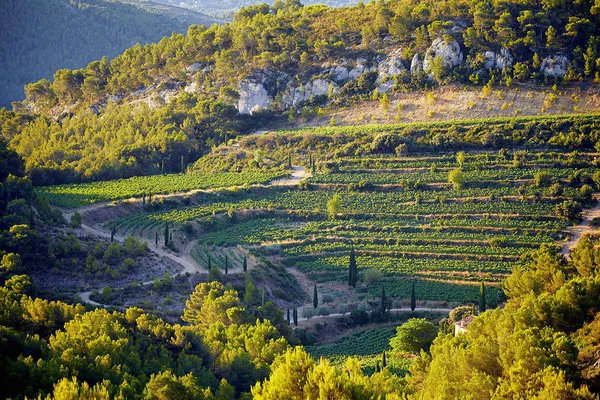 Image Château Pibarnon no.0