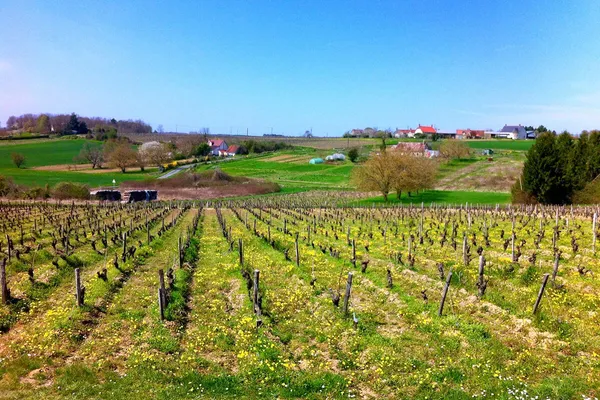 Image Domaine Ricard no.0