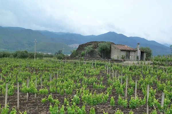Image Tenuta delle Terre Nerre no.0