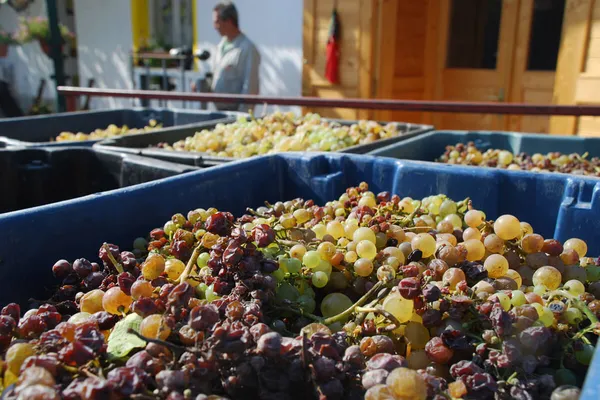 Image Samuel Tinon no.0