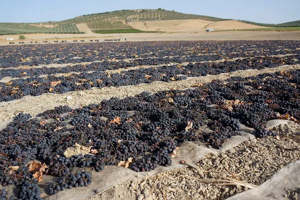 Image Toro Albala no.1