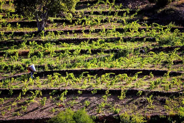 Image Vial Magnères no.0