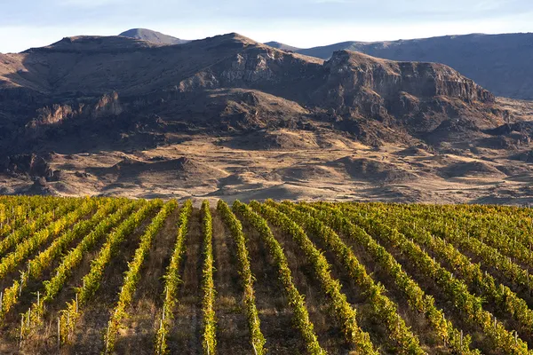 Image Zorah Wines no.1