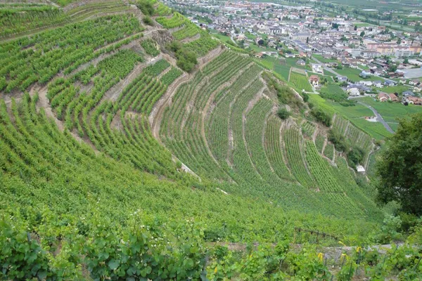 Image Cave des Amandiers no.1