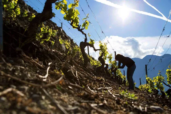 Image Valentina Andrei no.1