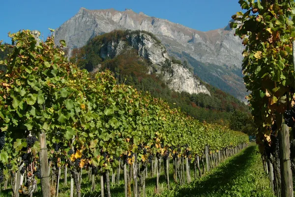 Image Weingut Bovel no.1