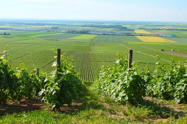 Image Didier Doué no.1