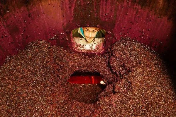 Image Grifalco della Lucania no.1