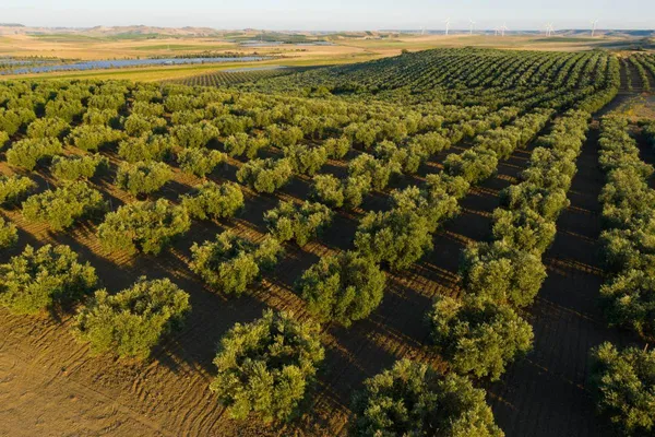 Image Terre di Shemir no.1