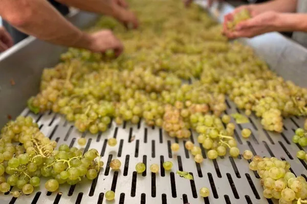 Image Les Vignes de Paradis no.1