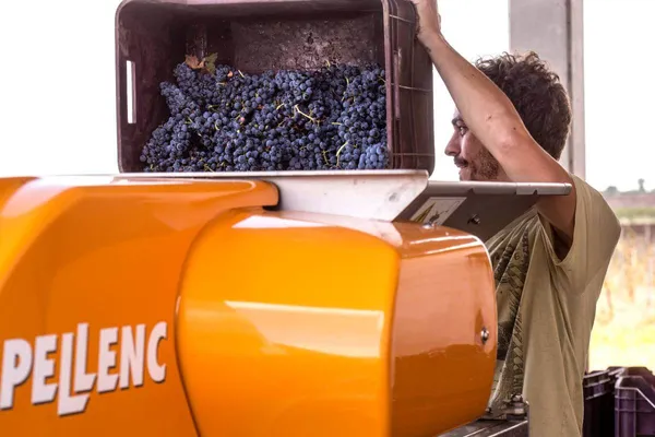 Image Grifalco della Lucania no.2