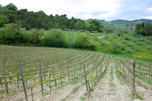 Image Tenuta Bellafonte no.3