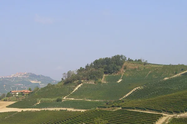 Image Aldo Conterno no.1