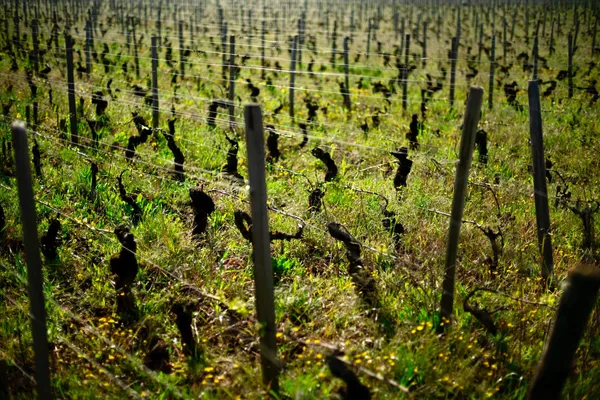 Image Chandon de Briailles no.1