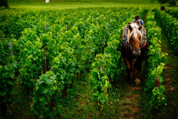 Image Chandon de Briailles no.2