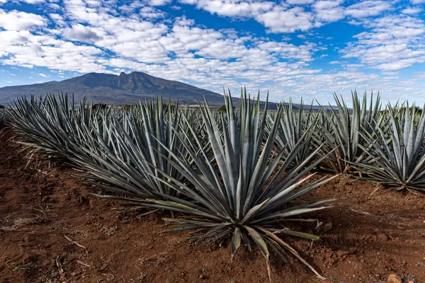 Image Clase Azul no.2