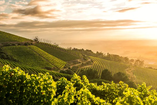 Image Klein Constantia no.0