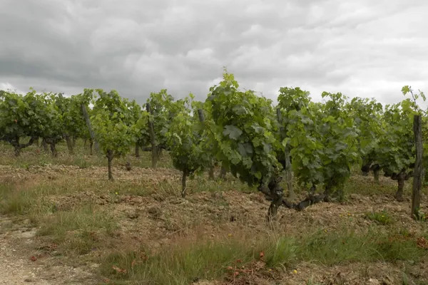 Image Bruno Rochard no.1