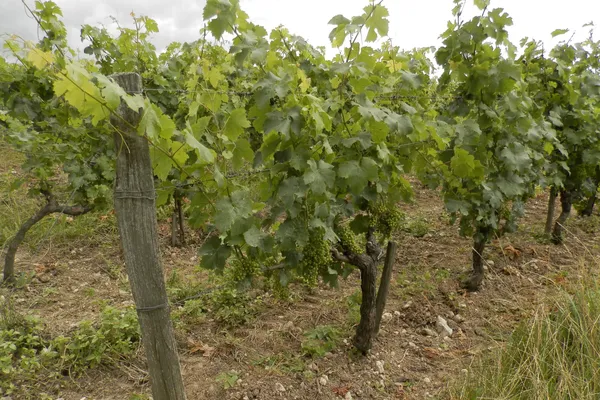 Image Bruno Rochard no.0